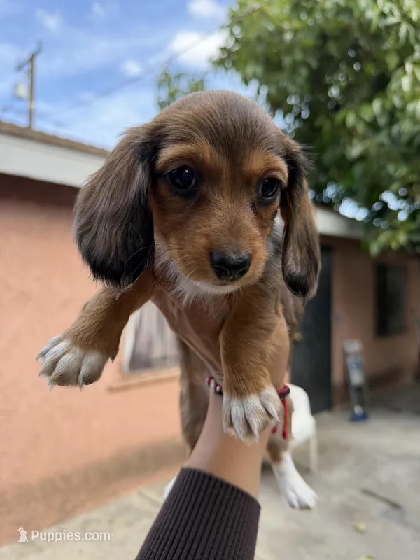 Lady – Dachshund puppy for sale in Downey, CA