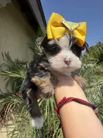 Cookie , a female Yorkshire Terrier for sale in Downey, CA – 2 of 3