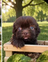 Coco, a male Shih Tzu for sale in Downey, CA – 1 of 1