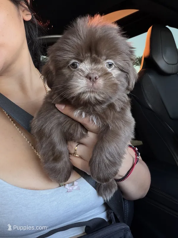 Nala – Shih Tzu puppy for sale in Downey, CA