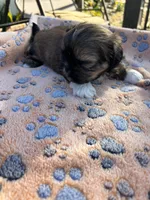 Pablo, a male Shih Tzu for sale in Downey, CA – 1 of 4