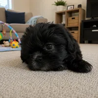 Bella , a female Shih Tzu for sale in Downey, CA – 2 of 3
