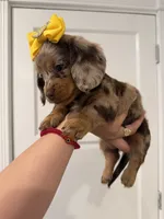 Bella , a female Dachshund for sale in Downey, CA – 4 of 4