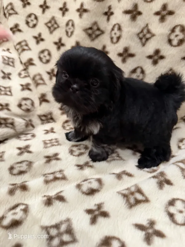 Bluey – Shih Tzu puppy for sale in Downey, CA