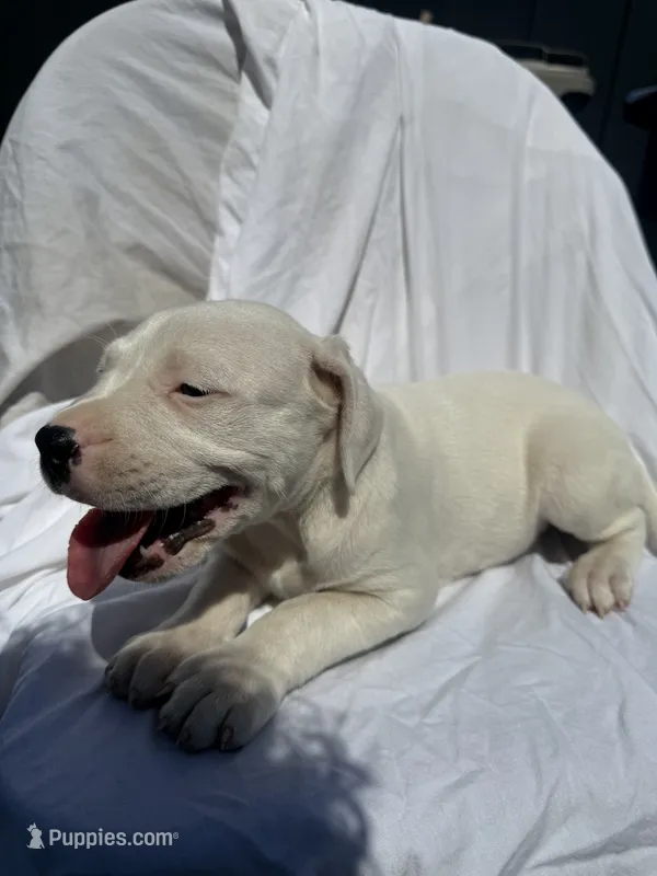 None  – Dogo Argentino puppy for sale in Sacramento, CA