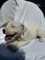 None , a male Dogo Argentino for sale in Sacramento, CA – 1 of 1