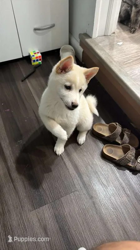 Stormy – Shiba Inu puppy for sale in Paramus, NJ