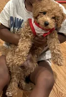 Jazzi, a female Poodle - Toy  for sale in Brooklet, GA – 1 of 4