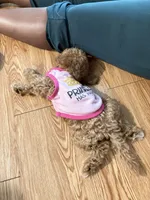 Jazzi, a female Poodle - Toy  for sale in Brooklet, GA – 3 of 4