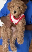 Jazzi, a female Poodle - Toy  for sale in Brooklet, GA – 2 of 4
