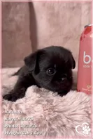 Batman, a male Brussels Griffon for sale in Phoenix, AZ – 8 of 10