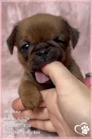 Daphne, a female Brussels Griffon for sale in Tempe, AZ – 3 of 10