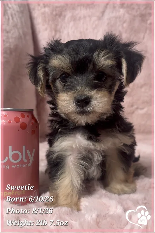 Sweetie – Morkie puppy for sale in Tempe, AZ