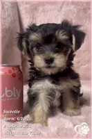 Sweetie, a female Morkie for sale in Tempe, AZ – 1 of 9