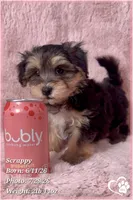 Scrappy the Morkie Poo, a male Yorkipoo and Maltese for sale in Tempe, AZ – 8 of 9