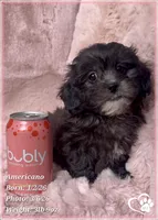 Americano, a male Shihpoo for sale in Tempe, AZ – Photo 7 of 10