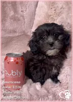 Americano, a male Shihpoo for sale in Tempe, AZ – Photo 8 of 10