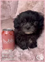 Americano, a male Shihpoo for sale in Tempe, AZ – Photo 3 of 10