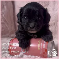 Americano, a male Shihpoo for sale in Tempe, AZ – Photo 10 of 10