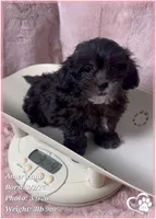 Americano, a male Shihpoo for sale in Tempe, AZ – Photo 5 of 10