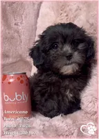 Americano, a male Shihpoo for sale in Tempe, AZ – Photo 6 of 10