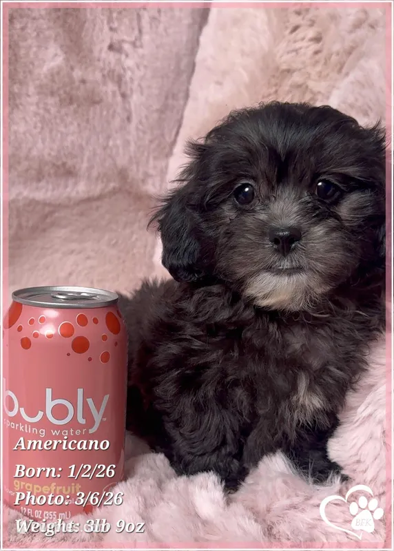 Americano – Shihpoo puppy for sale in Tempe, AZ