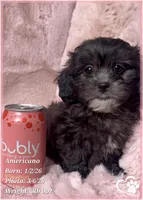 Americano, a male Shihpoo for sale in Tempe, AZ – Photo 1 of 10
