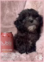 Americano, a male Shihpoo for sale in Tempe, AZ – Photo 4 of 10
