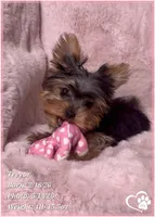 Trevor, a male Yorkshire Terrier for sale in Tempe, AZ – 2 of 10