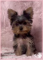 Trevor, a male Yorkshire Terrier for sale in Tempe, AZ – 10 of 10