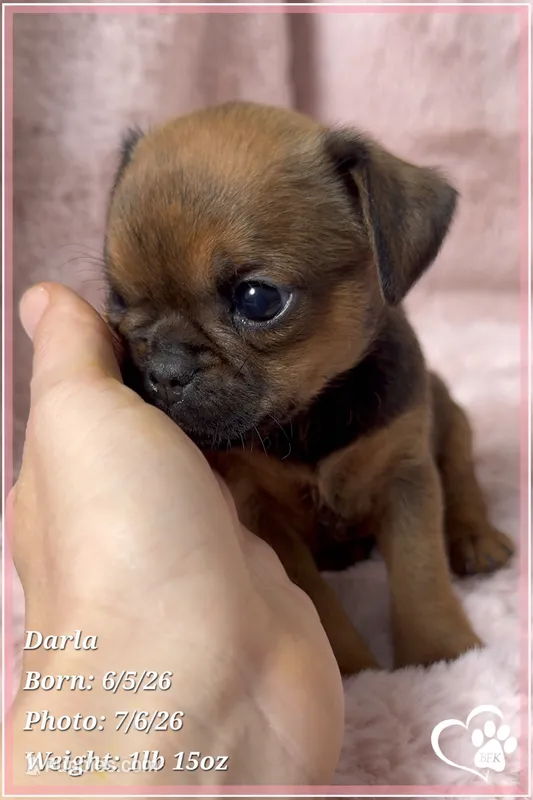 Darla – Brussels Griffon puppy on hold in Tempe, AZ