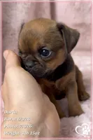 Darla, a female Brussels Griffon for sale in Tempe, AZ – 1 of 10