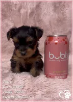 Tater, a male Yorkshire Terrier for sale in Tempe, AZ – 2 of 10