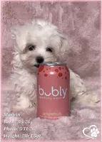 Marvin (new video!), a male Maltese for sale in Tempe, AZ – 7 of 9