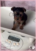 Cindy, a female Yorkshire Terrier for sale in Tempe, AZ – Photo 2 of 10