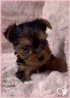 Cindy, a female Yorkshire Terrier for sale in Tempe, AZ – Photo 1 of 10