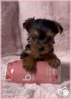 Cindy, a female Yorkshire Terrier for sale in Tempe, AZ – Photo 3 of 10