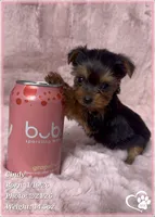Cindy, a female Yorkshire Terrier for sale in Tempe, AZ – Photo 9 of 10