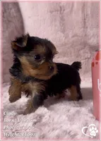Cindy, a female Yorkshire Terrier for sale in Tempe, AZ – Photo 4 of 10