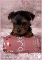 Cindy, a female Yorkshire Terrier for sale in Tempe, AZ – Photo 8 of 10