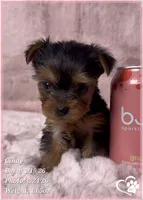 Cindy, a female Yorkshire Terrier for sale in Tempe, AZ – Photo 10 of 10