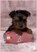 Cindy, a female Yorkshire Terrier for sale in Tempe, AZ – Photo 7 of 10