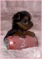 Cindy, a female Yorkshire Terrier for sale in Tempe, AZ – Photo 5 of 10