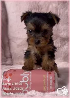 Cindy, a female Yorkshire Terrier for sale in Tempe, AZ – Photo 6 of 10