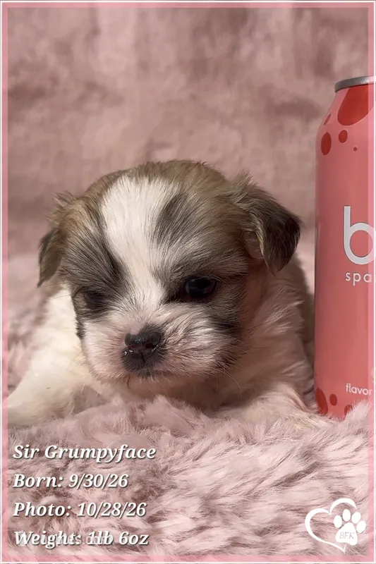 SIr Grumpyface, a male Mal Shi for sale in Phoenix, AZ – 1 of 6