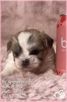 SIr Grumpyface, a male Mal Shi for sale in Phoenix, AZ – 1 of 6