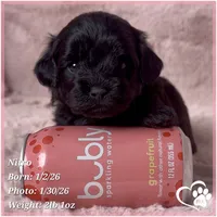 Nitro, a male Shihpoo for sale in Tempe, AZ – Photo 1 of 6