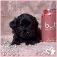 Nitro, a male Shihpoo for sale in Tempe, AZ – Photo 3 of 6