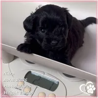Nitro, a male Shihpoo for sale in Tempe, AZ – Photo 4 of 6