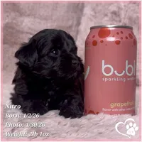 Nitro, a male Shihpoo for sale in Tempe, AZ – Photo 6 of 6